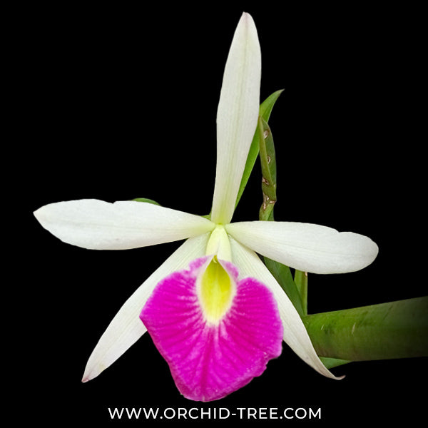 Cattleya (Bc.) Yuan Nan Star War Orchid Plant - BS - Buy Orchids Plants Online by Orchid-Tree.com