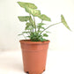 Caladium