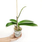 Phalaenopsis Fuller's Mask Stripe Orchid Plant - FF