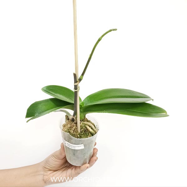 Phalaenopsis Fuller's Mask Stripe Orchid Plant - FF