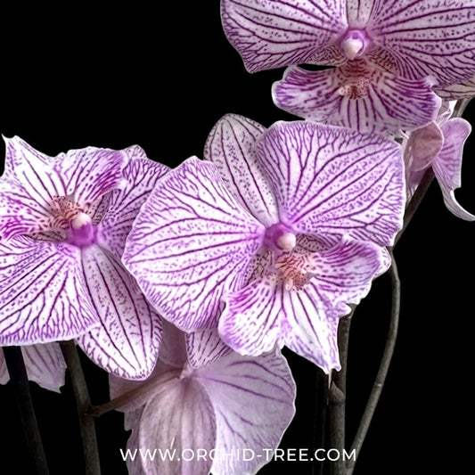 Phalaenopsis Striped Melody Orchid Plant - FF