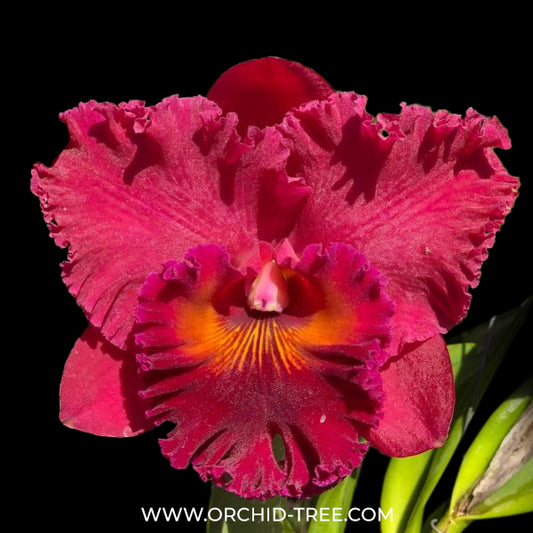 Cattleya (Rlc.) Subprasert Red Orchid Plant - FF (Bud In sheath)