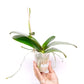 Phalaenopsis Sunflower Berry Orchid Plant - FF