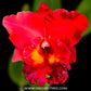 Cattleya Sun Bloom - BS