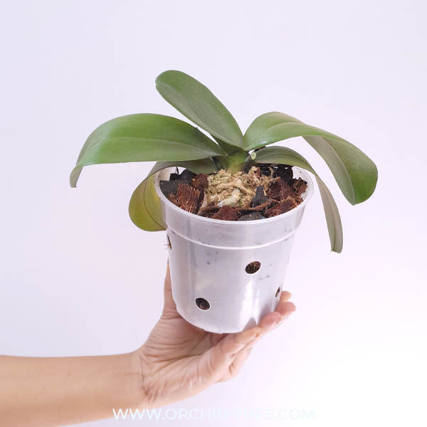 Phalaenopsis Sunflower Berry Orchid Plant-BS