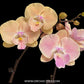 Phalaenopsis Sunset Heaven Orchid Plant - FF