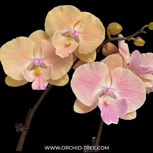 Phalaenopsis Sunset Heaven Orchid Plant - FF