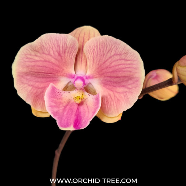 Phalaenopsis Sunset Heaven Orchid Plant - FF