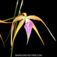 Brassocattleya Sunset Surprise Orchid Plant - BS