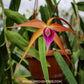 Brassocattleya Sunset Surprise Orchid Plant - BS