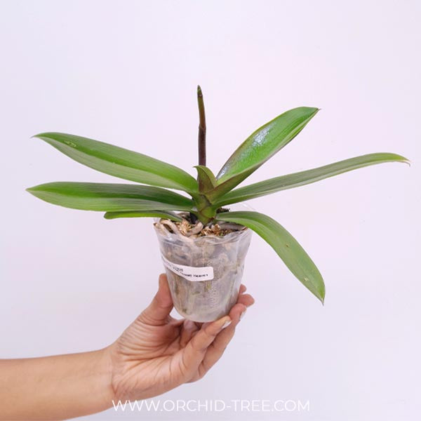 Phalaenopsis Sunset Heaven Orchid Plant - FF