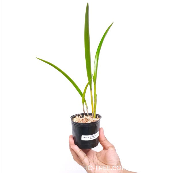 Brassocattleya Sunset Surprise Orchid Plant - BS