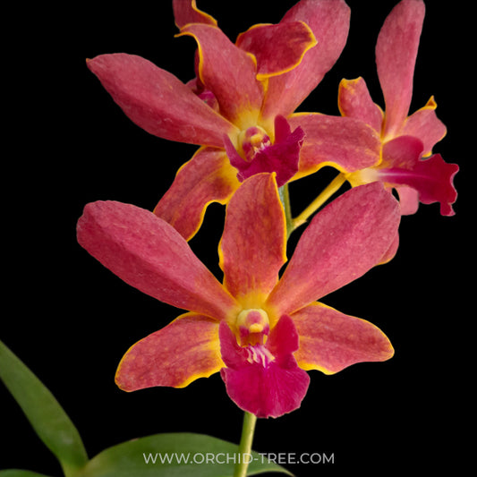 Dendrobium Sunshine Brown Orchid Plant - FF