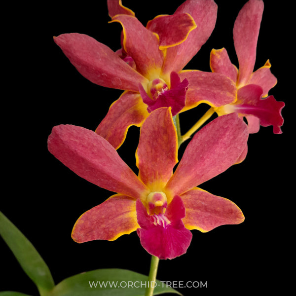 Dendrobium Sunshine Brown Orchid Plant - NBS