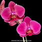 Phalaenopsis Sunshine Coast Orchid Plant - FF (Emerging Spike)