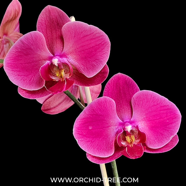 Phalaenopsis Sunshine Coast Orchid Plant - FF (Emerging Spike)