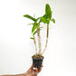 Dendrobium Supernova Orchid Plant - FF