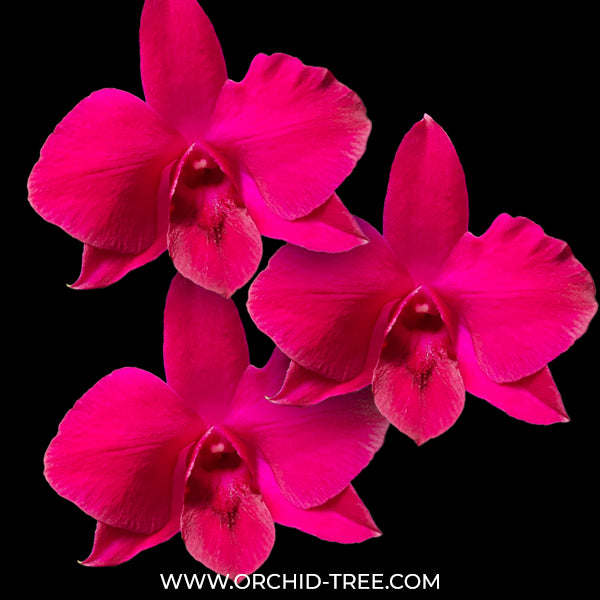 Dendrobium Supernova Orchid Plant - FF