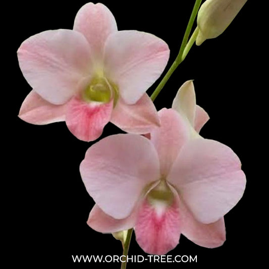 Dendrobium Suree Peach Orchid Plant - NBS