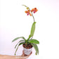 Phalaenopsis Surf Song Orchid Plants - FF