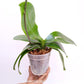 Phalaenopsis Surf Song Orchid Plants - FF