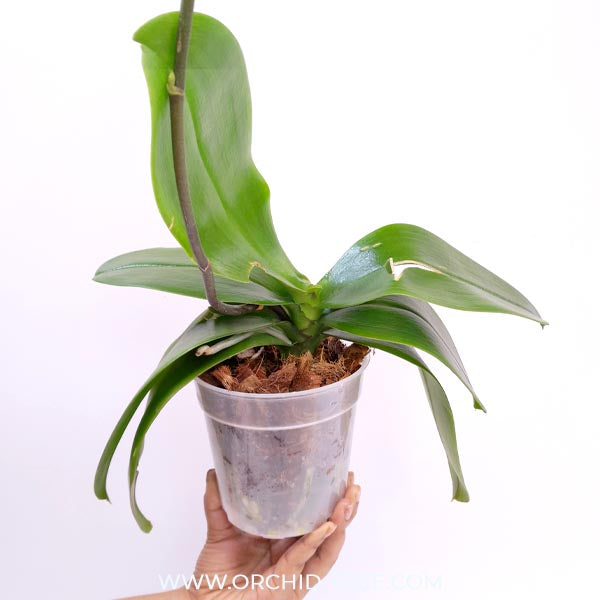 Phalaenopsis Surf Song Orchid Plants - FF