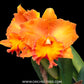 Cattleya (Rlc.) Suvarnabhumi Delight 'Apricot' Orchid Plant - BS