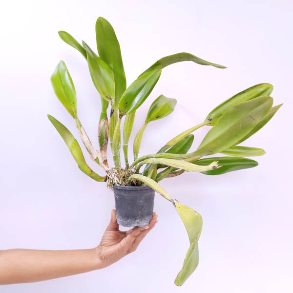 Cattleya (Rlc.) Suvarnabhumi Delight 'Apricot' Orchid Plant - BS