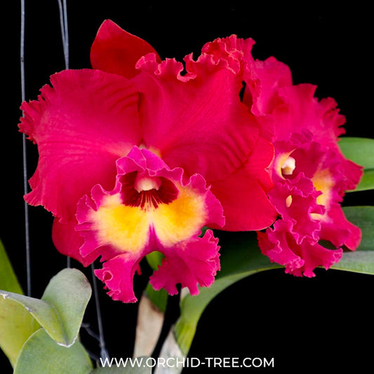 Cattleya (Rlc.) Suvarnabhumi Magic - BS