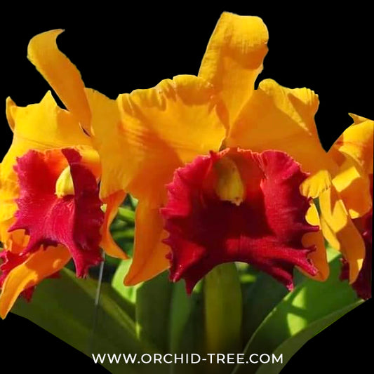 Cattleya (Rlc.) Suwannee Delight Orchid Plant - BS - Buy Orchids Plants Online by Orchid-Tree.com