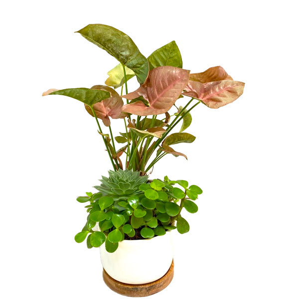 Syngonium Succulent Showstopper | Arrangement in Ceramic Planter