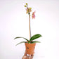 Terracotta Pot 4.5 Inch with Side Holes - Buy Orchids Plants Online by Orchid-Tree.com
