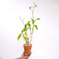 Terracotta Pot 4.5 Inch with Side Holes - Buy Orchids Plants Online by Orchid-Tree.com