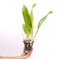 Cattleya Rlc. Chao Praya Gold Orchid plant - BS