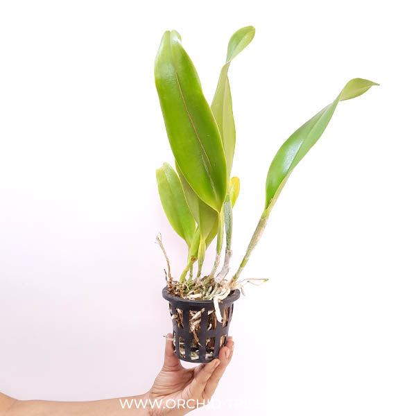 Cattleya Rlc. Chao Praya Gold Orchid plant - BS