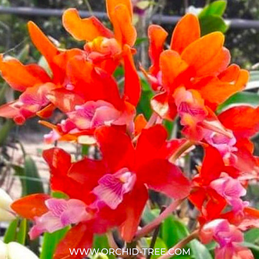 Cattleya Taiwan Firecracker 'Popcorn' Orchid Plant - BS - Buy Orchids Plants Online by Orchid-Tree.com