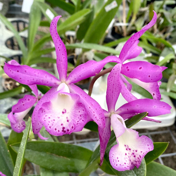 Cattleya (Bc.) Little Mermaid Orchid Plant - BS