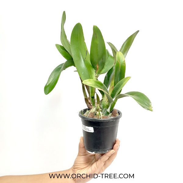 Cattleya Taiwan Firecracker 'Popcorn' - BS