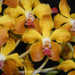 Vanda M.V. Tannins AM/AOS Orchid Plant - FF