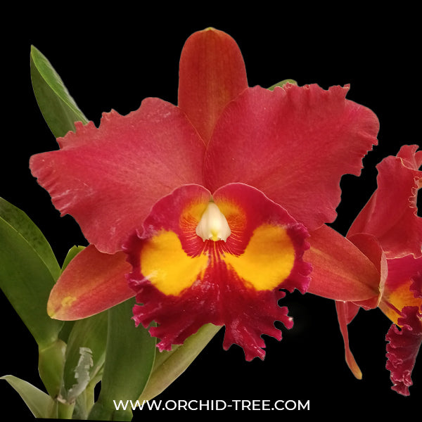 Cattleya (Rlc.) Petch Paitoon Orchid Plant - FF (Open Flowers) - Buy Orchids Plants Online by Orchid-Tree.com