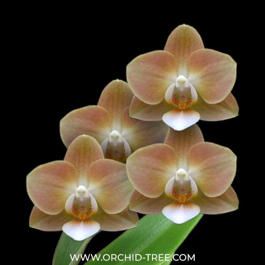 Phalaenopsis Ten Sides Jia Zhen Orchid Plant - FF
