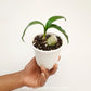 Catasetum tenebrosum sp. Orchid Plant - BS