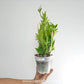 Dendrobium terminale sp. Orchid Plants - BS