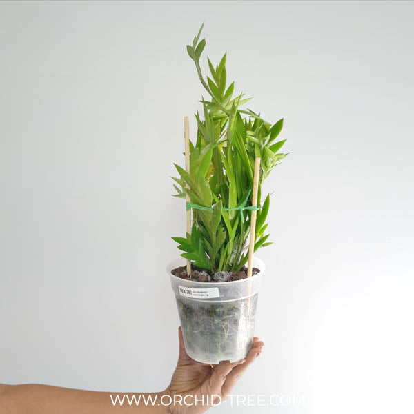 Dendrobium terminale sp. Orchid Plants - BS