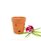 Terracotta Pot 4.5 Inch with Side Holes - Buy Orchids Plants Online by Orchid-Tree.com