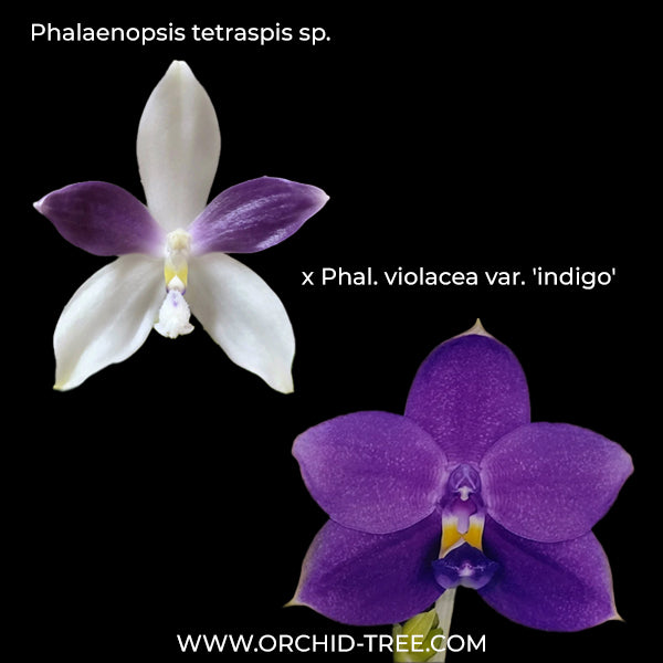 Phalaenopsis tetraspis x violacea var. 'indigo' Orchid Plant - BS