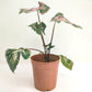 Caladium