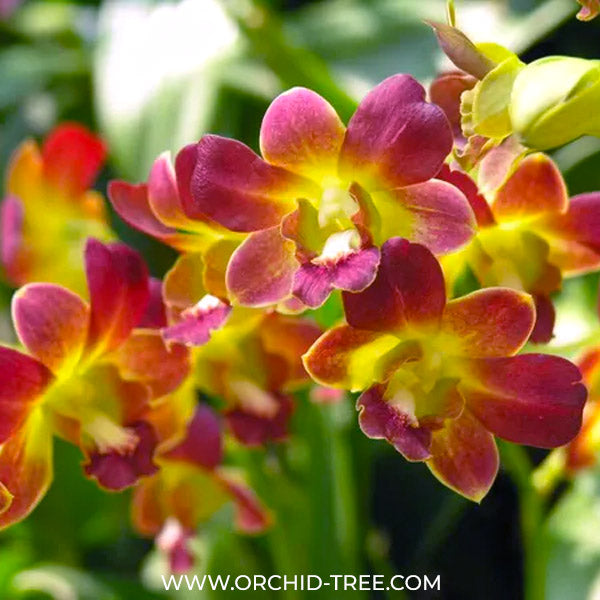 Dendrobium Thong Deang Orchid Plant - FF