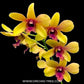 Dendrobium Thongchai Gold 'Pinwattana' - BS