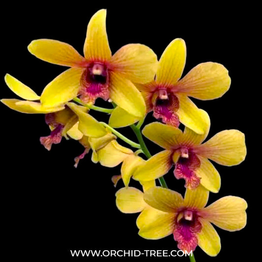 Dendrobium Thongchai Gold 'Pinwattana' - BS